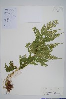 藏品(傅氏鳳尾蕨)的圖片