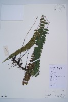 藏品(耳羽短腸蕨)的圖片