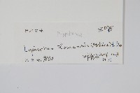 藏品(擬瓦葦)的圖片