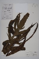 藏品(翅柄三叉蕨)的圖片
