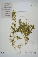 藏品(翠雲草、藍草)的圖片