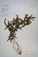 藏品(箭葉鳳尾蕨)的圖片