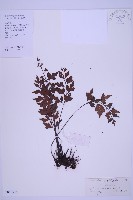 藏品(石生鐵角蕨)的圖片