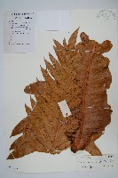 藏品(崖薑蕨)的圖片