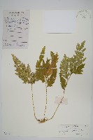 藏品(二形卷柏)的圖片