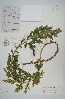 藏品(單抱卷柏)的圖片