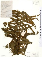 藏品(毛蕨)的圖片