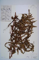 藏品(栗蕨)的圖片