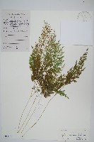 藏品(日本金粉蕨)的圖片