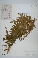 藏品(溪鳳尾蕨)的圖片