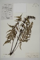 藏品(粉葉蕨)的圖片