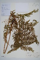 藏品(普通針毛蕨)的圖片