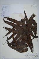 藏品(光亮瘤蕨)的圖片