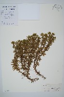 藏品(千層塔)的圖片