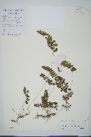 藏品(陵齒蕨、鱗始蕨)的圖片