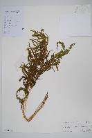 藏品(密腺副金星蕨)的圖片