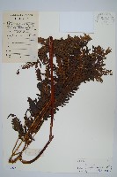 藏品(華南鳳尾蕨)的圖片