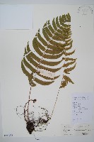 藏品(迷人鱗毛蕨、異蓋鱗毛蕨)的圖片