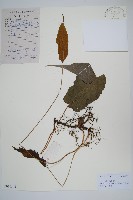 藏品(單葉新月蕨)的圖片