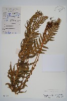 藏品(翅軸假金星蕨、短柄卵果蕨)的圖片