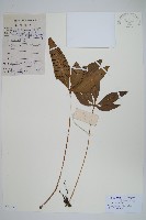 藏品(掌葉線蕨)的圖片