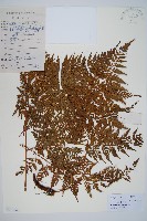 藏品(大葉骨碎補、台灣骨碎補、骨碎補)的圖片