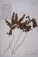 藏品(鞭葉鐵線蕨)的圖片