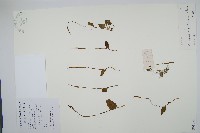 藏品(尖頭瓶爾小草)的圖片