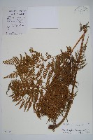 藏品(普通針毛蕨)的圖片