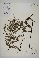 藏品(粉葉蕨)的圖片