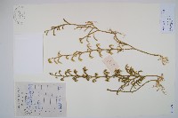 藏品(燈龍草)的圖片