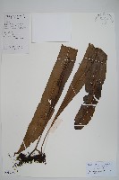 藏品(大星蕨)的圖片