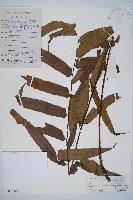 藏品(黑桫蕨)的圖片