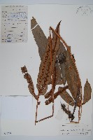 藏品(崇澍蕨)的圖片