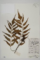 藏品(鐮葉鐵角蕨)的圖片