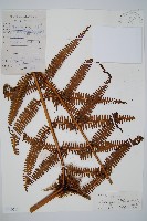 藏品(逆羽裡白)的圖片