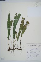 藏品(單葉雙蓋蕨)的圖片