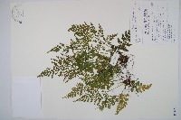 藏品(尖葉鐵角蕨)的圖片