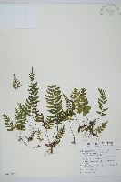 藏品(單邊鐵角蕨)的圖片