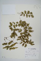 藏品(小葉海金沙)的圖片