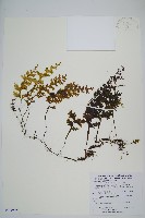 藏品(蕗蕨)的圖片