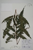 藏品(蛇脈三叉蕨)的圖片