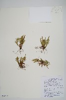 藏品(蒿蕨)的圖片