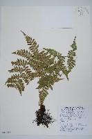 藏品(阿里山蹄蓋蕨)的圖片