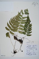 藏品(深山雙蓋蕨)的圖片