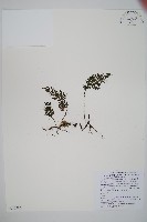 藏品(華東瓶蕨)的圖片