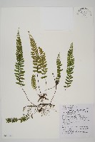 藏品(複齒鐵角蕨)的圖片