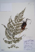 藏品(三回蹄蓋蕨)的圖片