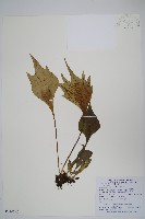 藏品(車前蕨)的圖片