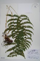 藏品(光葉凸軸蕨)的圖片